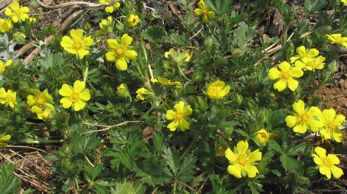 پنج انگشت بهاره